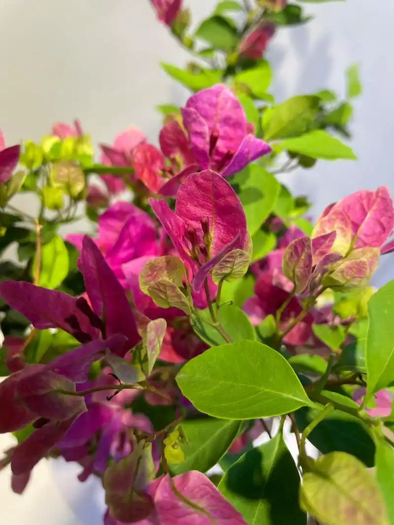 紫色系的三角梅我只卖这款—紫九月 紫色勤花系列,颜色好看,重要的是