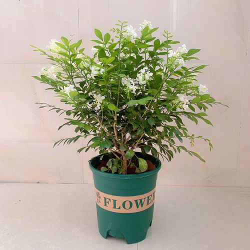 九里香盆栽水培植物四季开花千里眼树苗室内老桩花卉