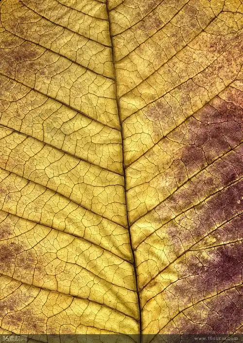 黄色树叶叶茎纹理背景高清图片 - 素材中国16素材网