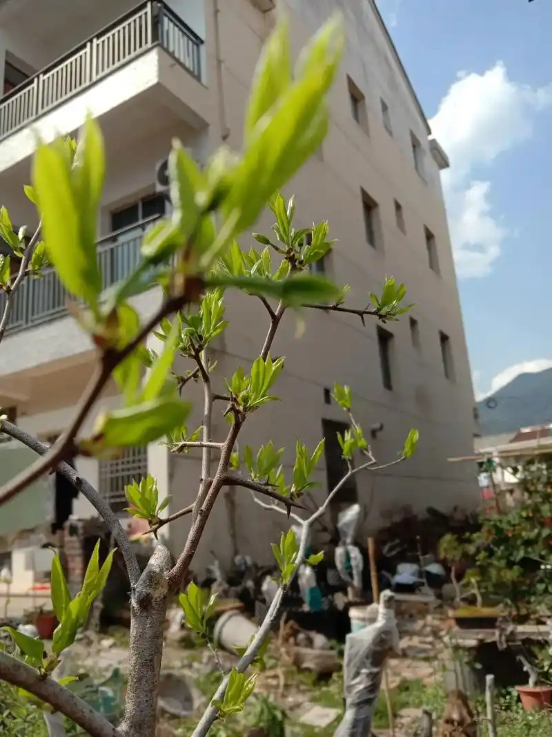 永嘉辣椒果满树花苞