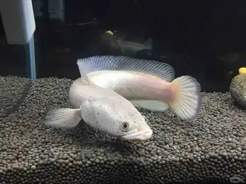 每日一鱼白甲雷龙肉食性耐低氧全身雪白