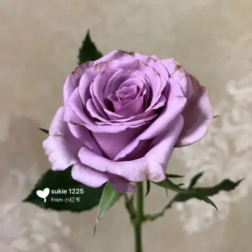 紫霞仙子61玫瑰