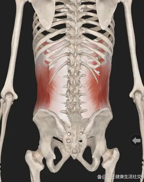 每日认识一块常用肌肉【腹外斜肌】 腹外斜肌 【定义】肌纤维向腹外斜