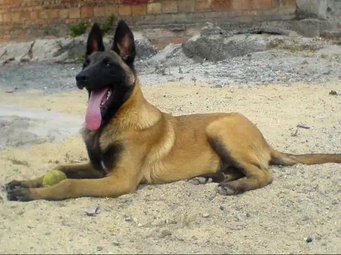 劲爆价格出售纯种比利时马犬活动期间优惠多多货到付款