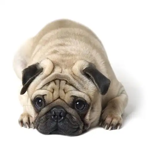 巴哥/哈巴狗国产/进口 :国产狗狗种类 :家庭犬宠物性别 :母/mm毛色