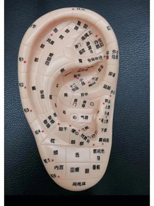 中医【耳穴定位】调理方法,是通过耳廓来诊断,治疗,防治疾病的一种