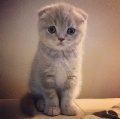 头像 萌喵 苏格兰折耳猫