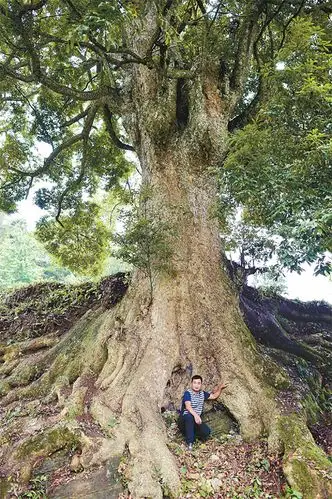 重庆发现8棵金丝楠木老板欲用22套房买树组图