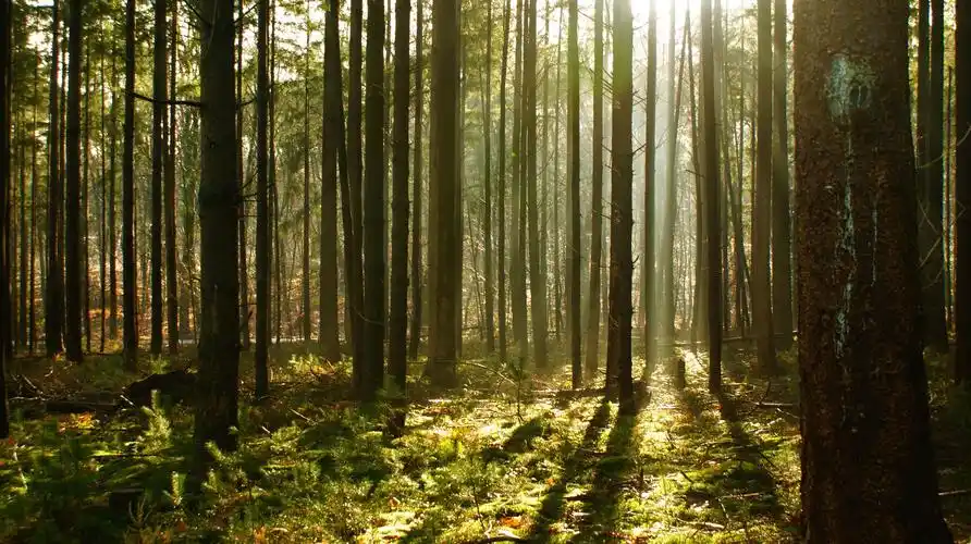 其实早在3.06亿年前,地球就已经给出答案