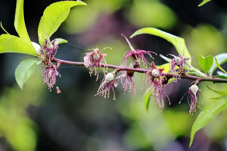 桃花凋谢后的幼果