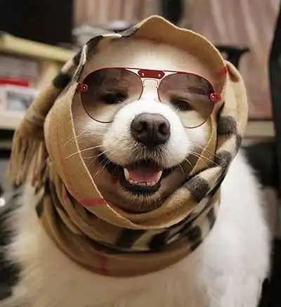 萌宠合集 很多的萌货哦 - 随便逛逛 - 淘宝网