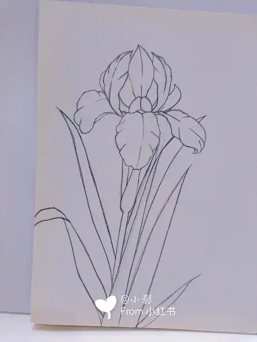 鸢尾花素材简笔画含教程