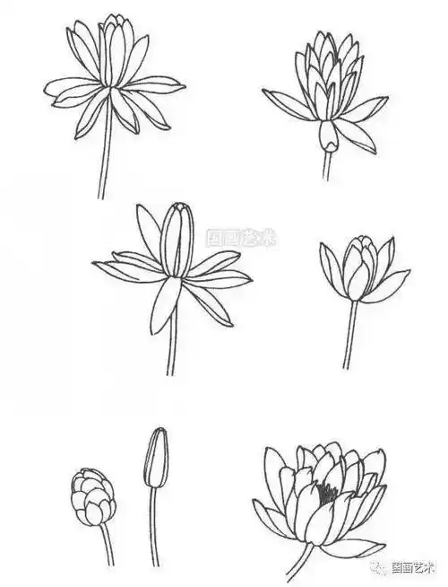 线描睡莲画法