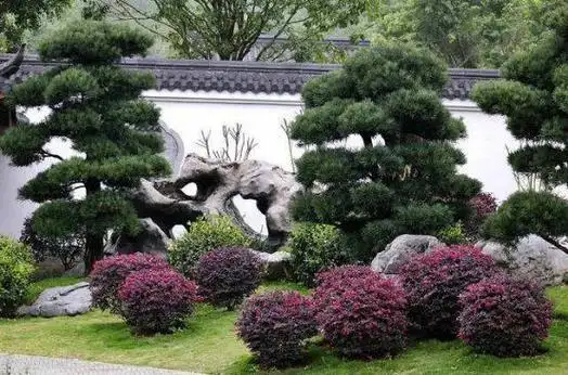 索尔园林集团庭院最适合种植哪些景观树呢