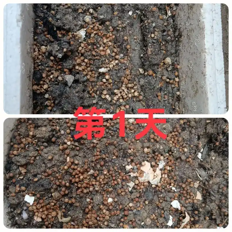 春天,一个适合播种的季节90#种子发芽生长过程 #香菜 #种 - 抖音