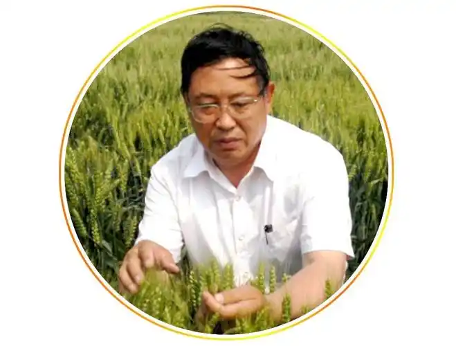 黄淮麦区重磅小麦论坛三省育种大咖出席你没有不来的理由