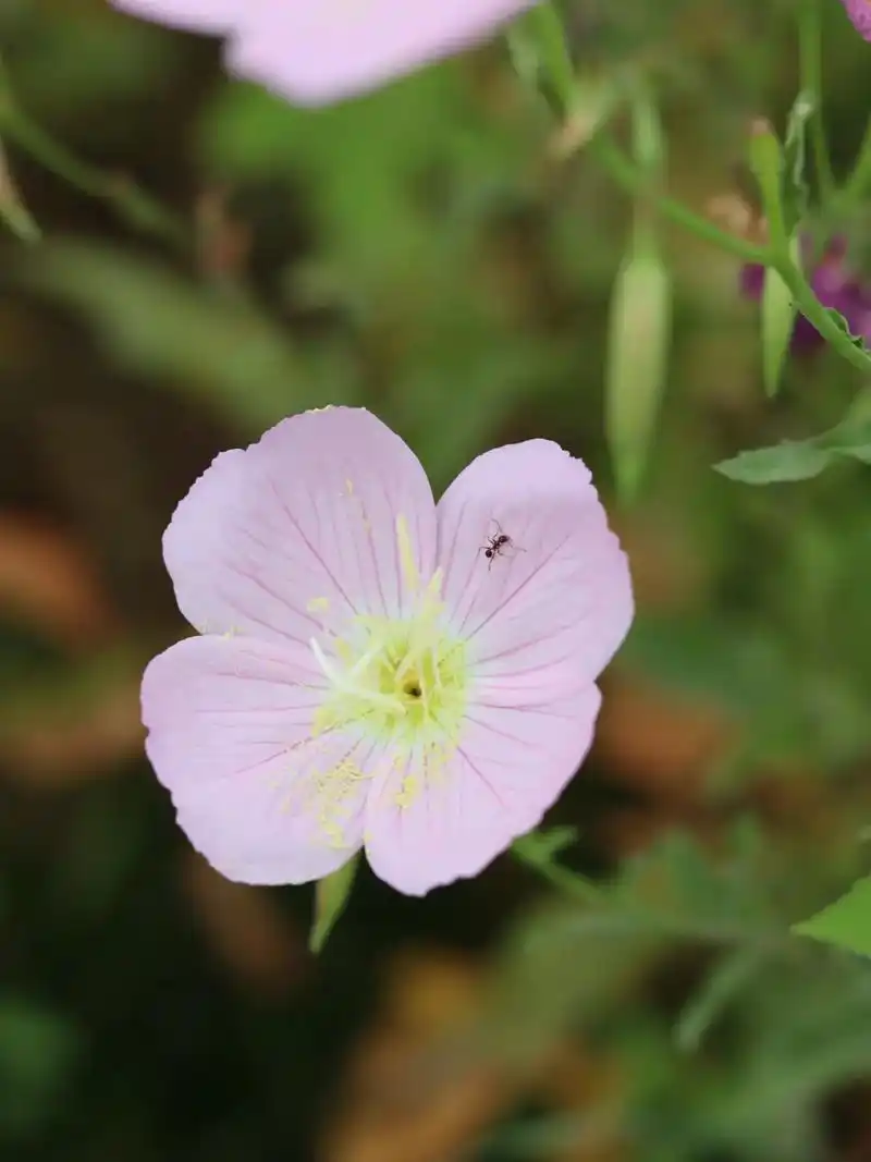花草风景 治愈心中不开心.风吹草动,鸟语花香,那是生命的气息 - 抖音