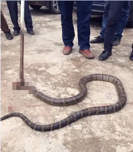 农保有没保意外险 农保意外险可以报多少