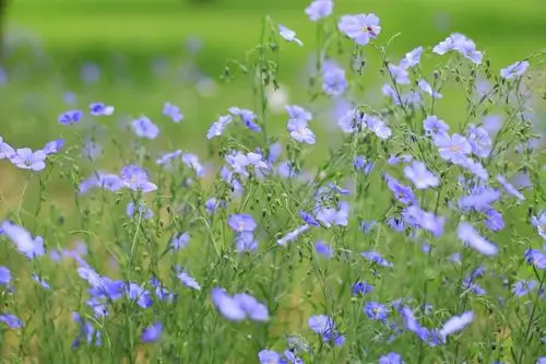 也是白俄罗斯的国花.