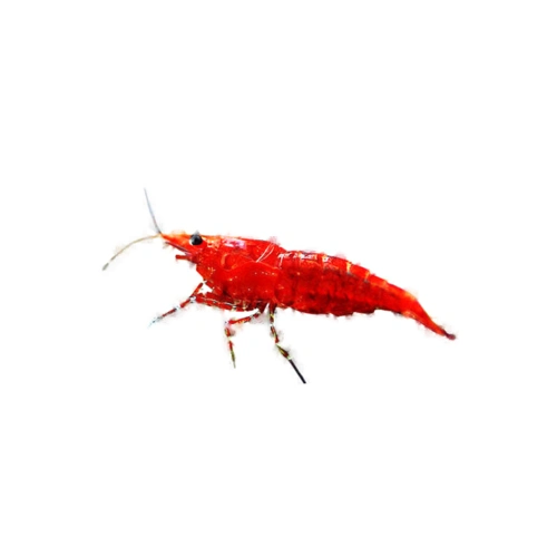 宠物杂质清洁饲料活体卵虾壳抱观赏工具包装工虾