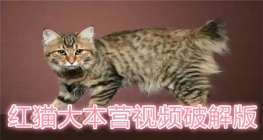 红猫大本营