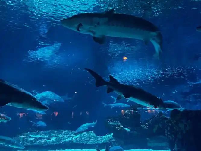北京海洋馆动物园