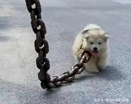 粗粗的锁链,小小的狗狗