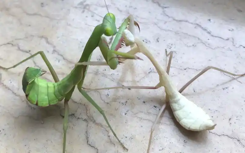 菜鸡互啄 印度勇斧螳和澳洲斧螳