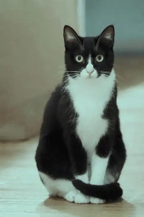 呆萌的大花猫 - 敏245 - 图虫