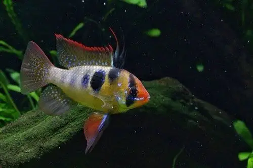 最早的梦想——荷兰凤凰