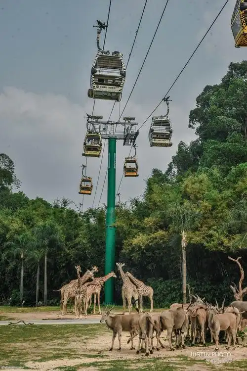 也是中国最贵的动物园,外地游客爱来扎堆排队|长隆野生动物世界|大