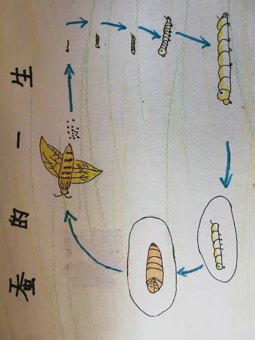 相昱彤观察蚕的一生