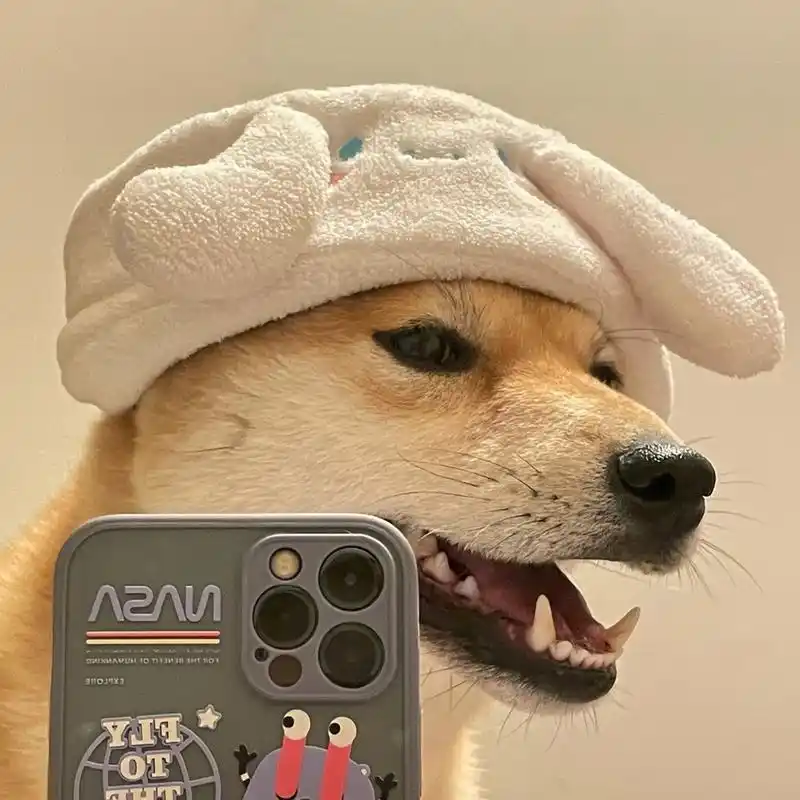 狗狗的自拍到底有多可爱 柴犬头像 柴犬表情包 三丽鸥玉桂狗