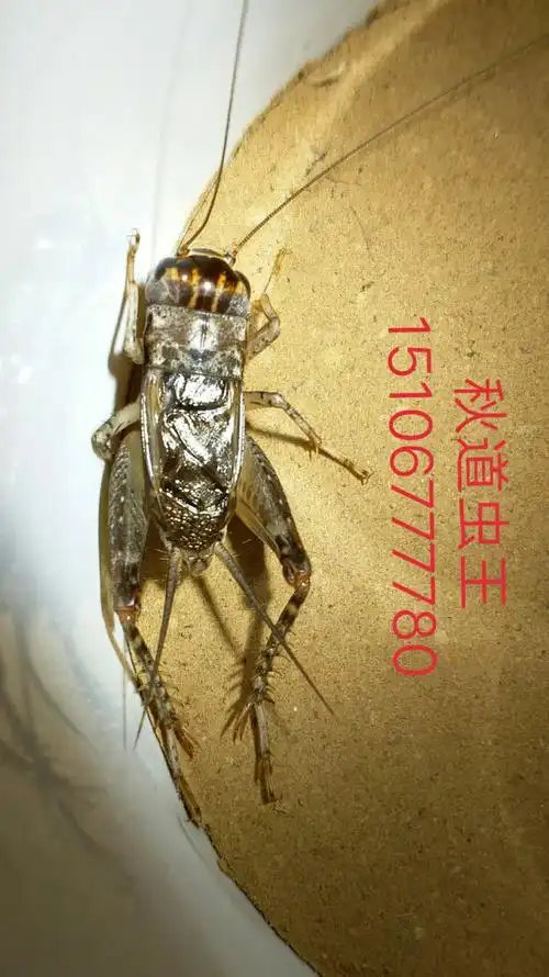 秋道虫王15106777的主页-快手直播