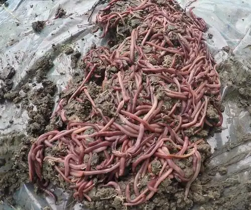 蚯蚓 蚯蚓干 蚯蚓粉 蚯蚓粪 有机肥厂家/批发/供应商