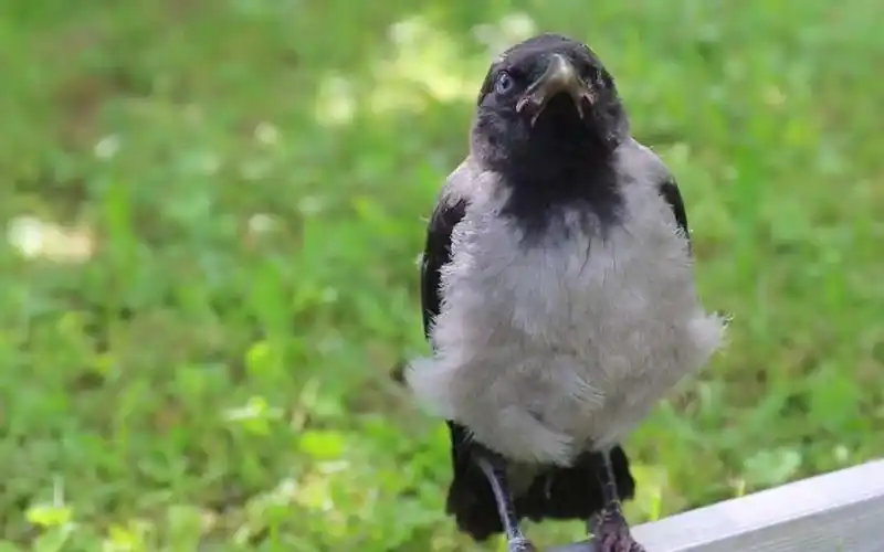 【搬运】冠小嘴乌鸦宝宝,午后阳光小盹(2014.09.09)_哔哩哔哩_bilibil