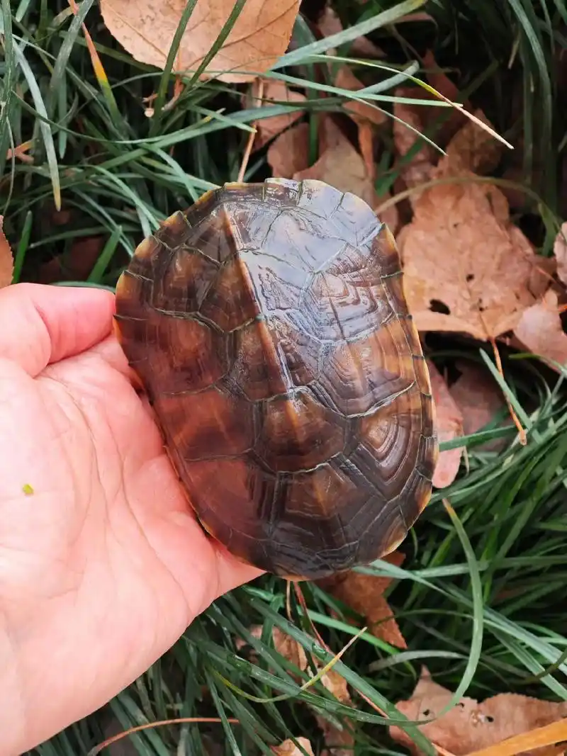 原种野一代安徽小青龟,黄的看多了也看看黑的#养龟日常 #龟龟 - 抖音