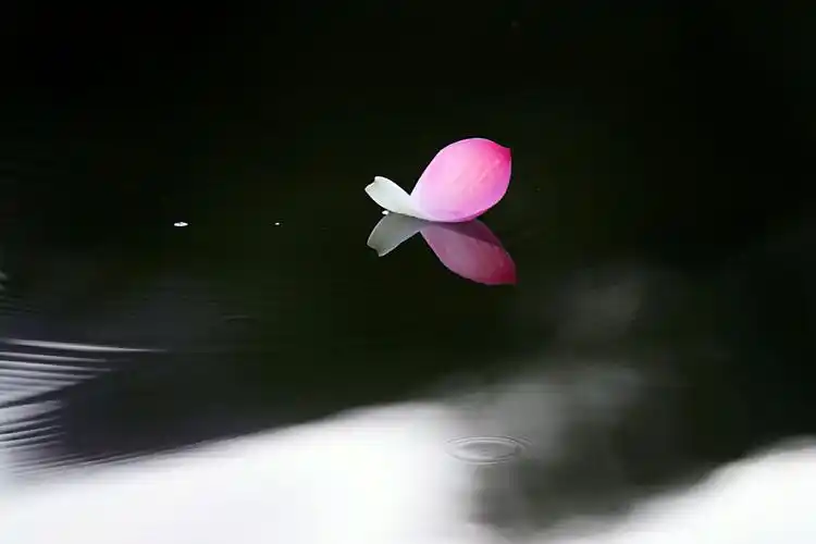 花瓣飘零独自美