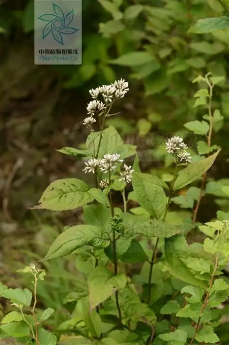 eupatorium chinense 多须公