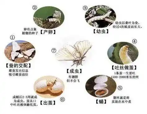 丝绸之路的蚕宝宝是如何入药的