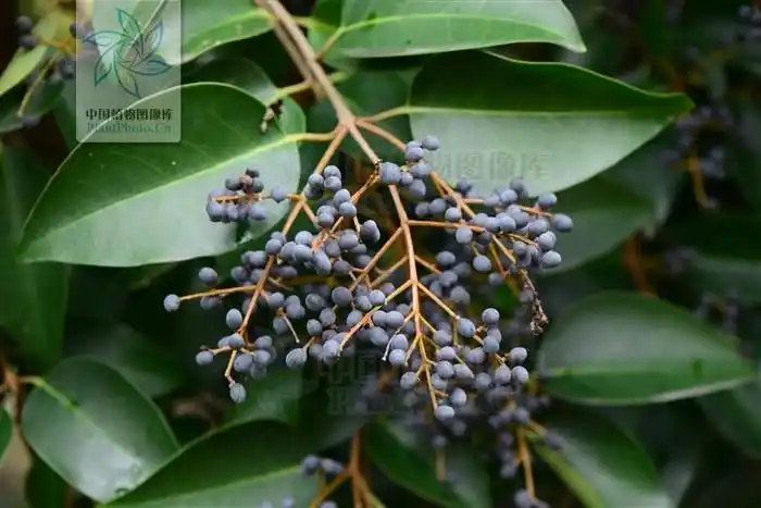 展开全部 这是女贞的果实,做为中药叫做女贞子,女贞树现在是很多城市