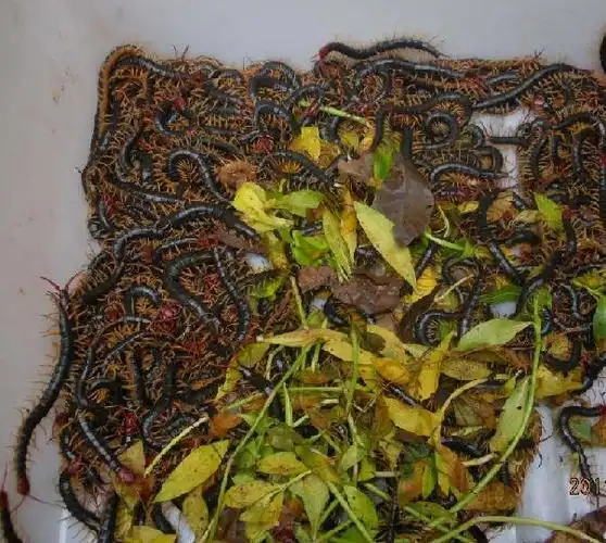 兰溪蜈蚣,浙江蜈蚣,金华蜈蚣,兰溪蜈蚣价格