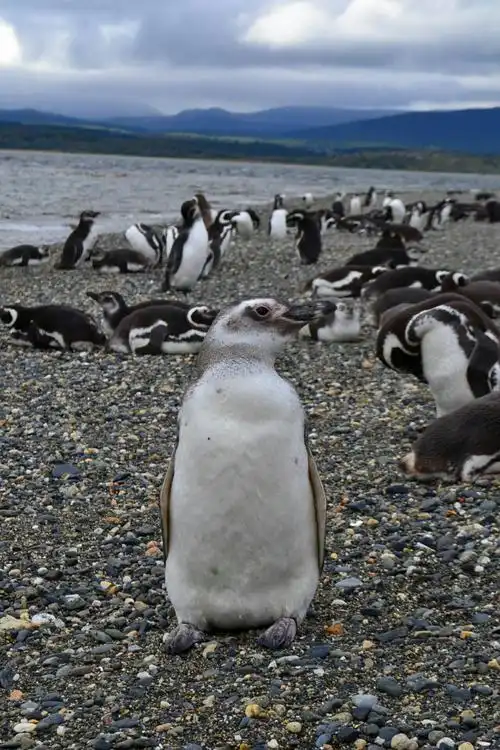 南非企鹅生态保护区