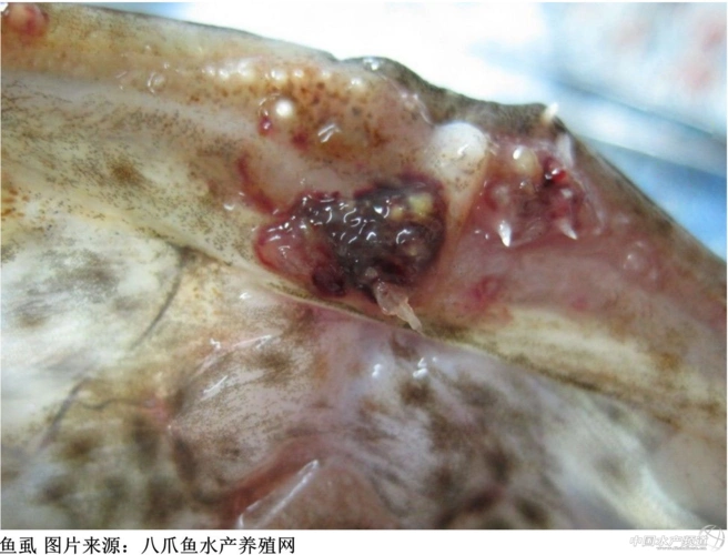 石斑鱼寄生虫病整理 - 石斑鱼 中国水产频道 | 网聚全球水产华人