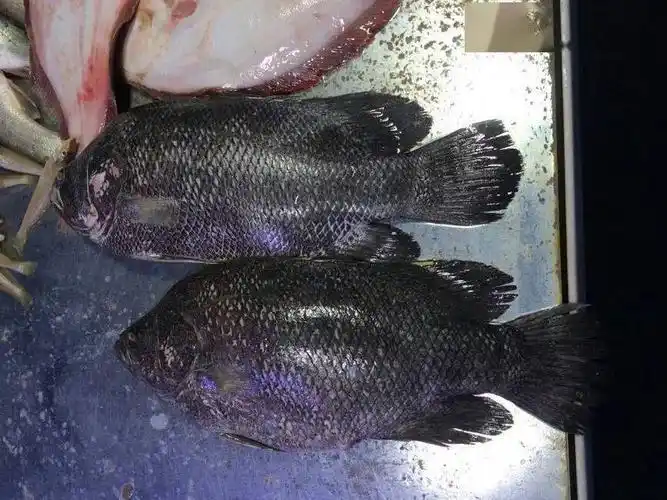 青岛鲷鱼知多少