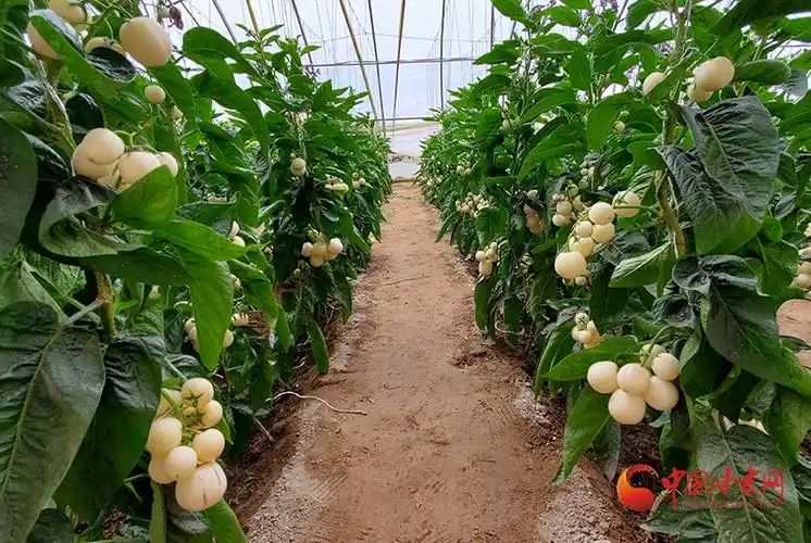 县七墩乡现代农业科技示范园区内,枝繁叶茂的人参果树棵棵挺拔健壮