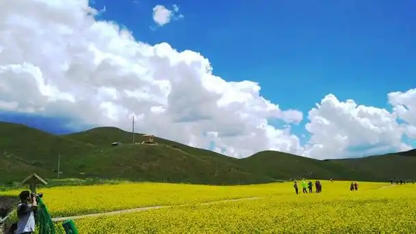 桑科草原和甘加草原,都属于甘肃省甘南藏族自治州夏河县境内.