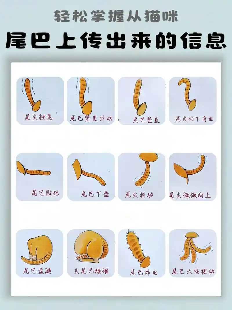 猫咪尾巴上信息解读 养猫经验第13篇.养猫人必须掌握隐藏在猫 - 抖音