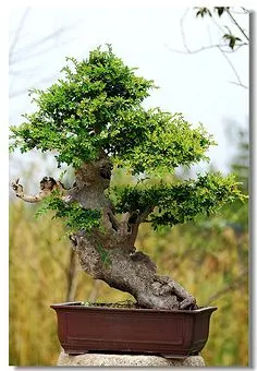 植物盆景造型-花瓣网|陪你做生活的设计师 | 山东临沂圣兰菲诺景观