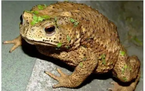 在乡间青蛙和蟾蜍都很常见,相比青蛙来说大家要更讨厌蟾蜍一些,一位